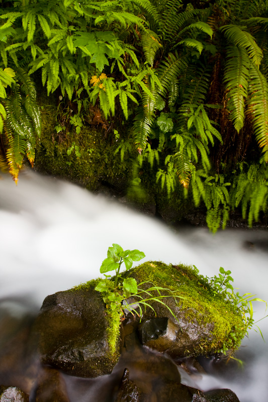 Wahkeena Creek